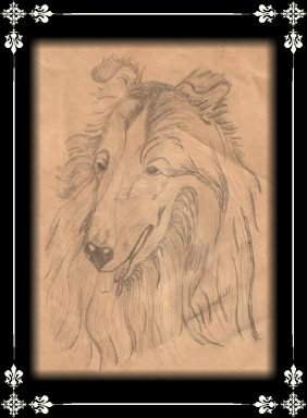 Collie Sketch by Gigi